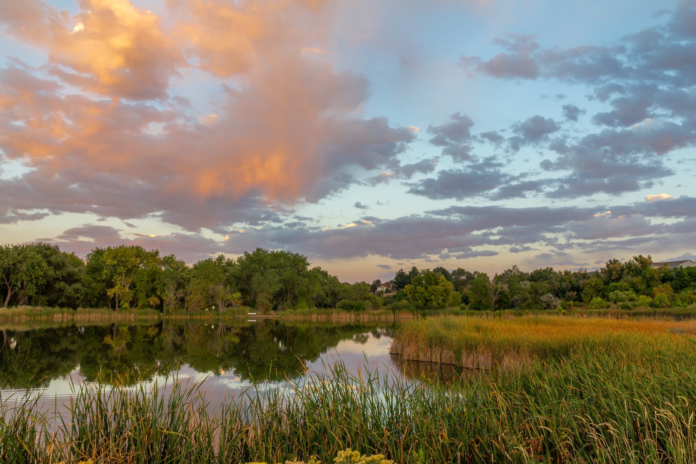 Pond with cattails and tall trees under a sunset sky